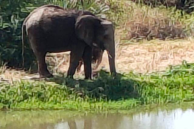 Elephant standing in shallow water on a Kenya safari with ELMAG SAFARIS