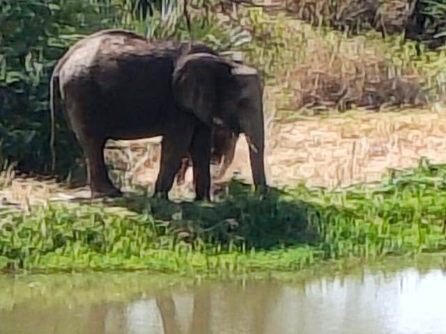 Elephant standing in shallow water on a Kenya safari with ELMAG SAFARIS