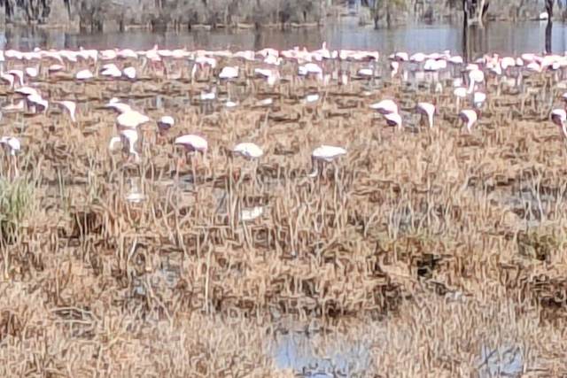 Flamingos on the shoreline of Lake Nakuru, Kenya