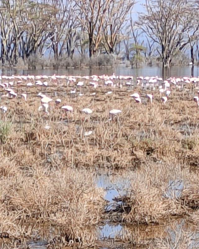 Flamingos on the shoreline of Lake Nakuru, Kenya