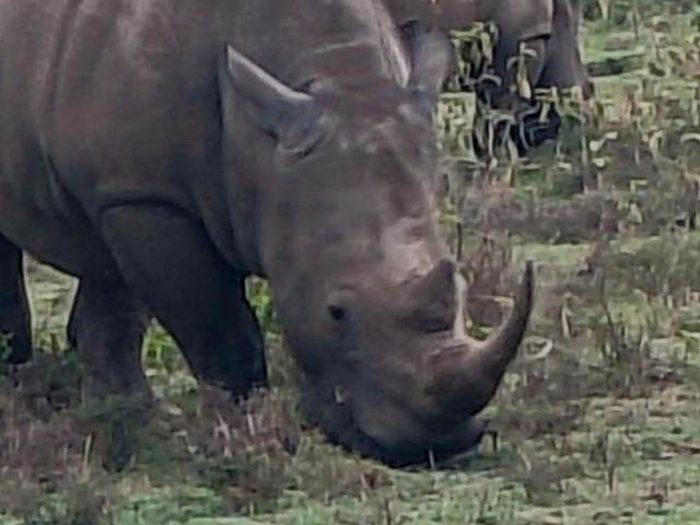 Rhinoceros grazing on open grassland in a Kenyan national park