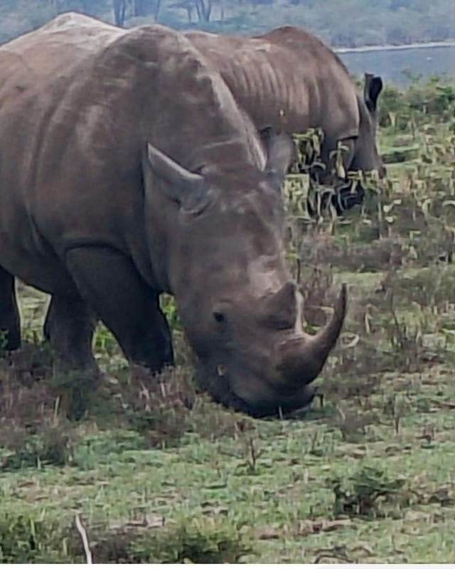 Rhinoceros grazing on open grassland in a Kenyan national park